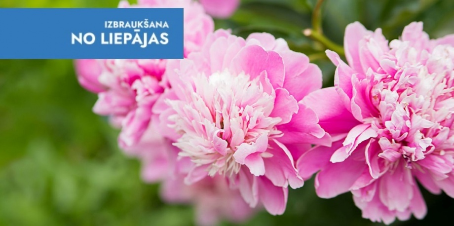 Peoniju ziedu parāde un brokastis SierŠtellē Peoniju ziedu parāde un brokastis SierŠtellē