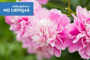 Парад пионов и мороженое на пасеке «Лушу Драва»