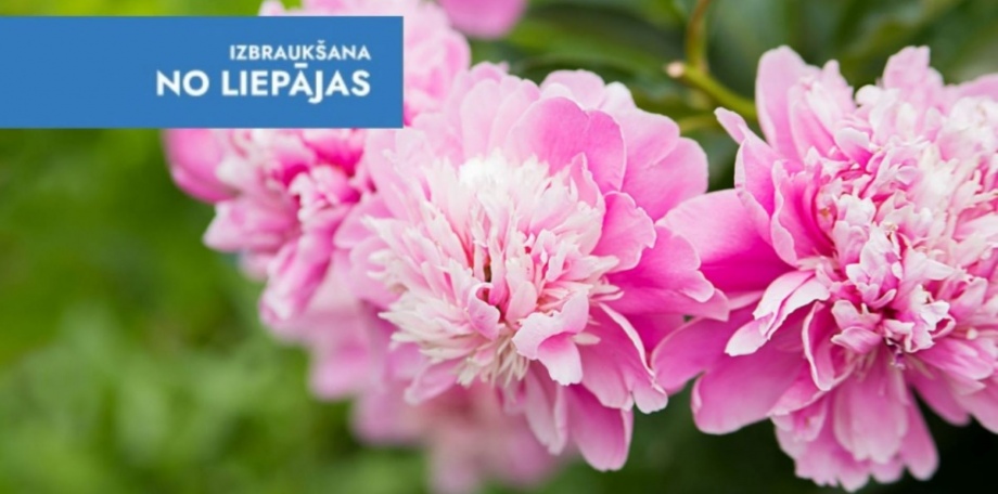 Peoniju ziedu parāde un saldējums Lūšu dravā