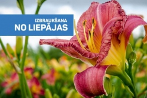 Арлавас банитис, Кундзиньсыр, Лилейники и вино в Нурмуйже 