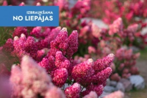 Hortenziju kupenas un labirinti Lietuvā