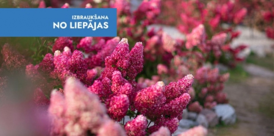 Hortenziju kupenas un labirinti Lietuvā