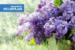 Ceriņziedu burvība Dobelē. Pokaiņu meža noslēpumi un šitaki sēnes Garīkās