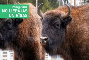 Тайны Белостока: зубры, татары и польский Версаль