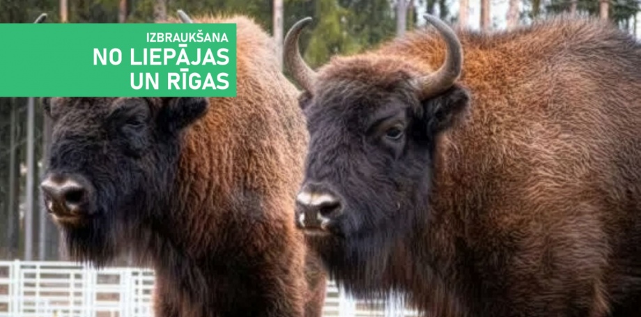 Тайны Белостока: зубры, татары и польский Версаль