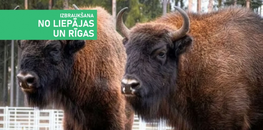 Тайны Белостока: зубры, татары и польский Версаль