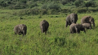 Combined tour Luxury Elite (2n. Tsavo East Safari, the rest nights 5* Beach hotel)- I