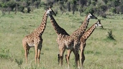 Combined tour Luxury Royal (1n. Tsavo East+1/2 day City tour, the rest nights 5* Beach hotel)- II