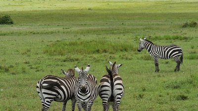 Combined tour Kenya Explorer Plus (1n.Tsavo East+1/2day City tour,the rest nights 4* Beach hotel)-II
